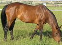 bay horse