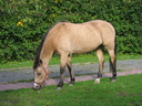 buckskin horse