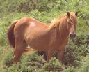 chestnut horse