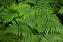 fern plant