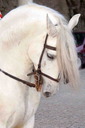grey horse